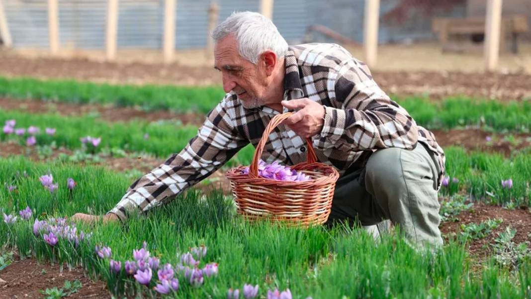 Dünyanın en pahalı baharatı! 3 yıl önce Türkiye'de keşfetti...Kilosunu 200 bin liradan satıyor 11